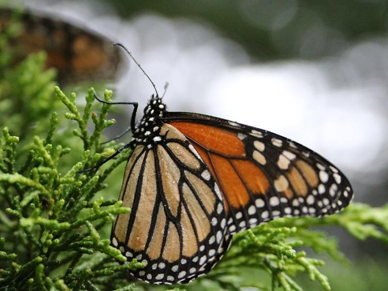 A monarch butterfly sits on a branch.