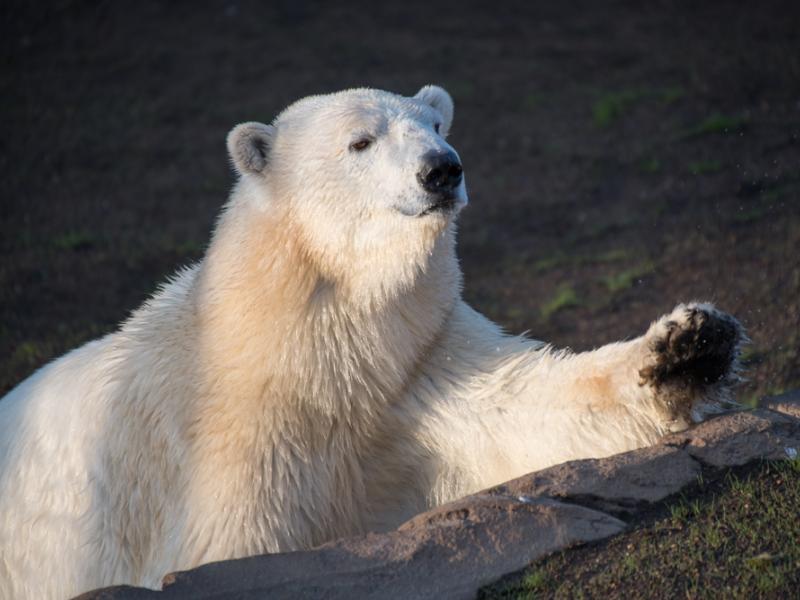 Polar bear Nora explores her new habitat.