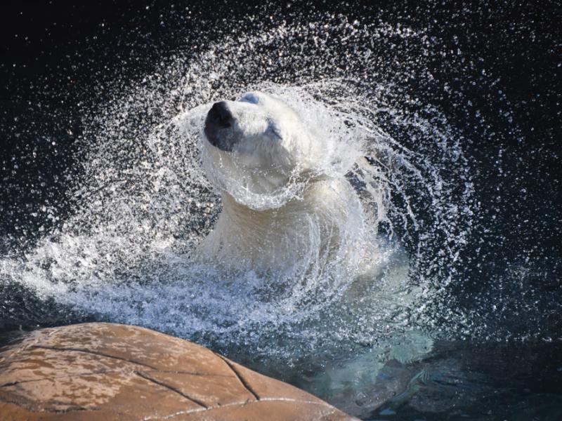 Polar bear Nora shakes off the water while swimming in the Oregon Zoo's Polar Passage habitat.