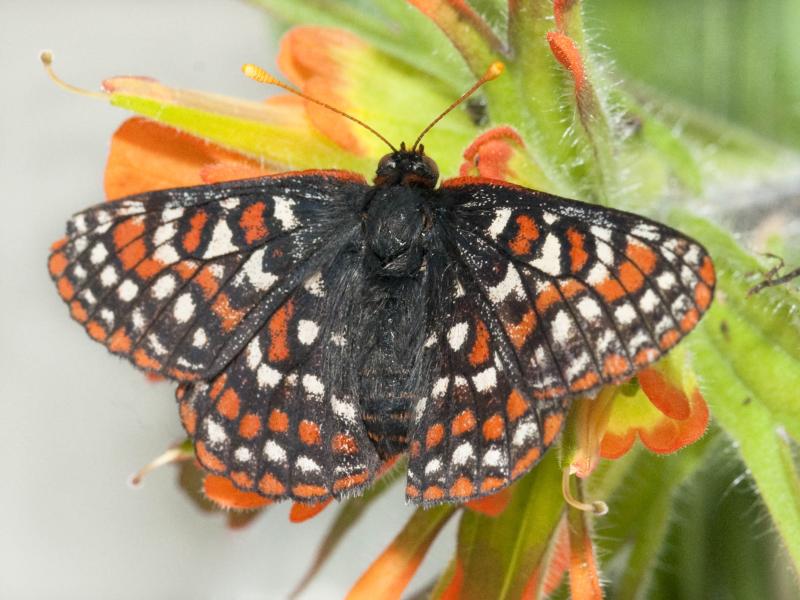 A black, orange and white Taylor's checkerspot butterfly sits on a plant with orange flowers and green foliage.