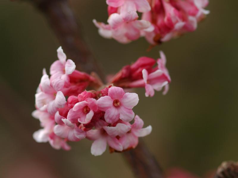 Tiny pink flowers blooming on a branch.