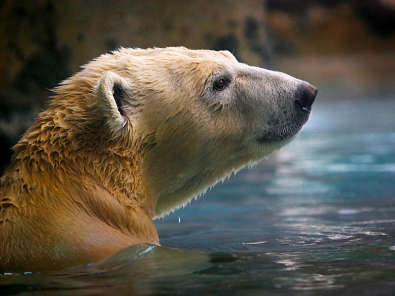 Polar bear Nora swims at the Hogle Zoo.