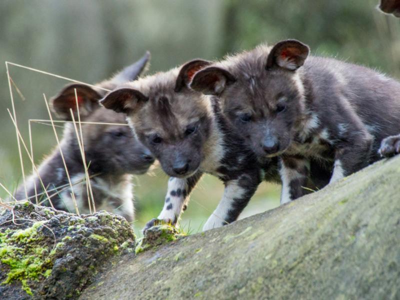 Three young African painted dog pups peer over the edge of a moss-covered rock.