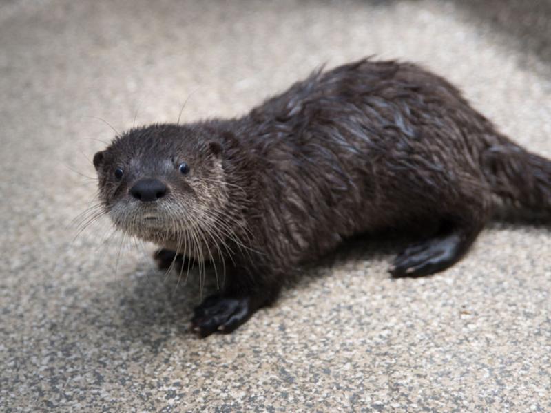 A river otter pup at the Oregon Zoo veterinary center.