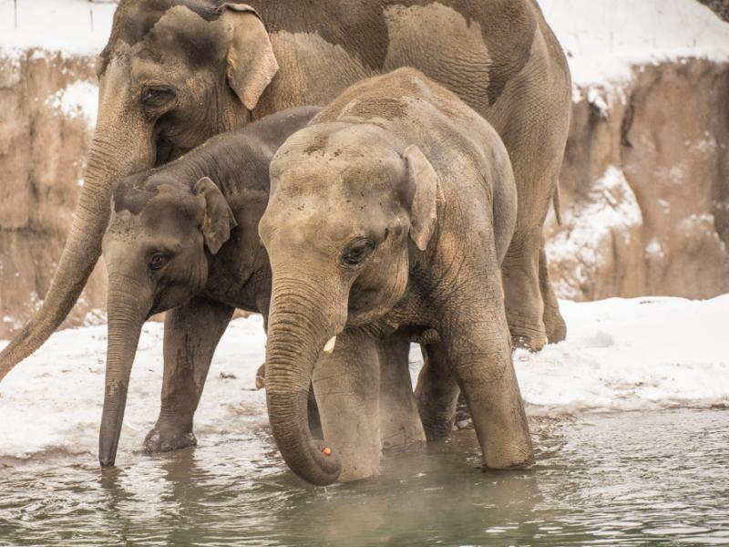 Two young elephants wade into water as a larger elephant stands on snow-covered group behind them.