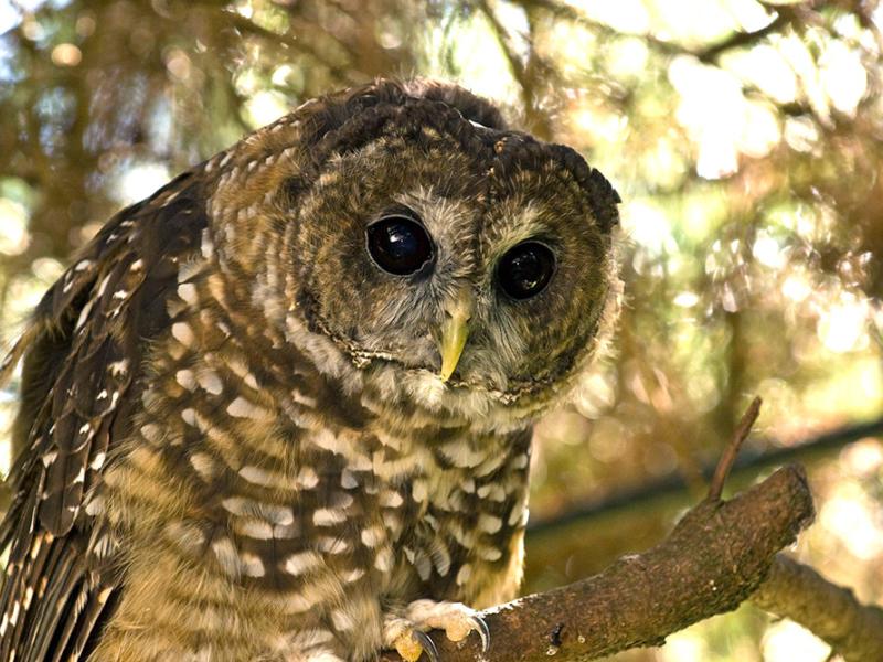 Close up image of a spotted owl in a tree.