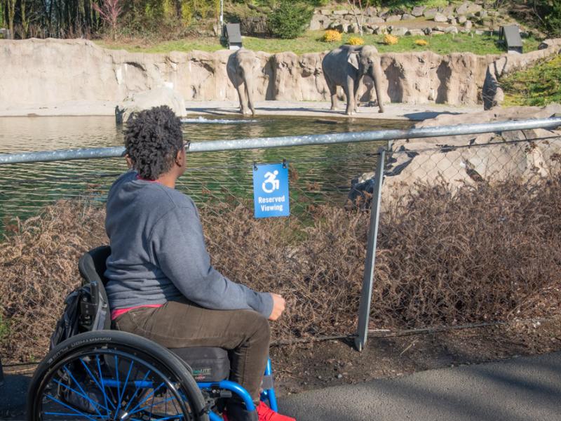 Wheelchair user views elephant lands from the reserved area.
