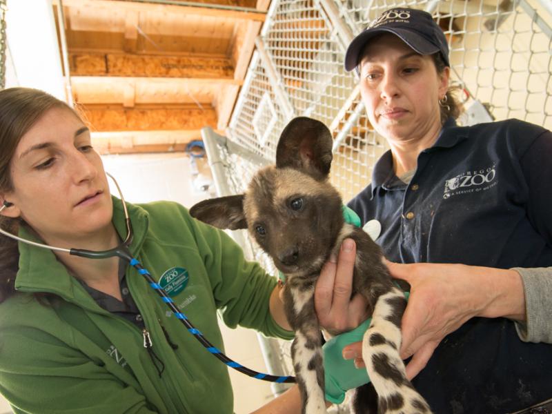 One person holds an African painted dog while another person uses a stethoscope to listen to their heart.