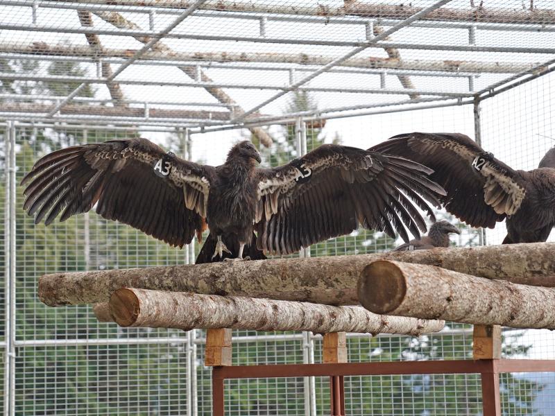 Young condors stretch their wings in an outdoor flight pen