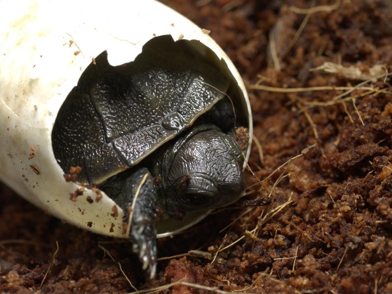Hatching Western Pond Turtle at the Oregon Zoo captive rearing conservation program.