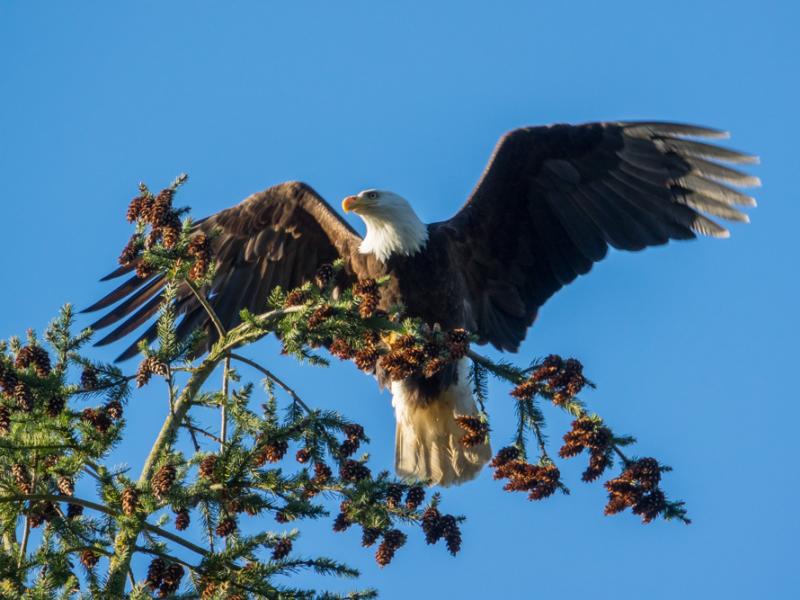 A wild bald eagle sits with outstretched wings on the top of a bending conifer tree.