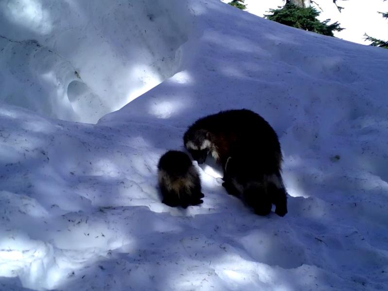 Two small, dark wolverines stand in the snow.
