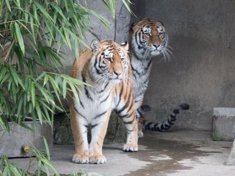 Two Amur tiger sisters stand side by side in front of a rocky wall with bamboo leaves in the foreground.