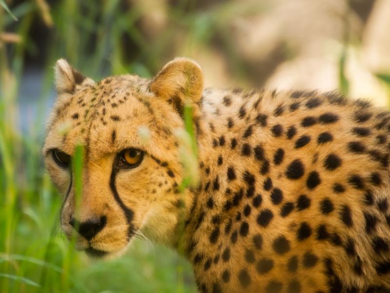cheetah looking through grass
