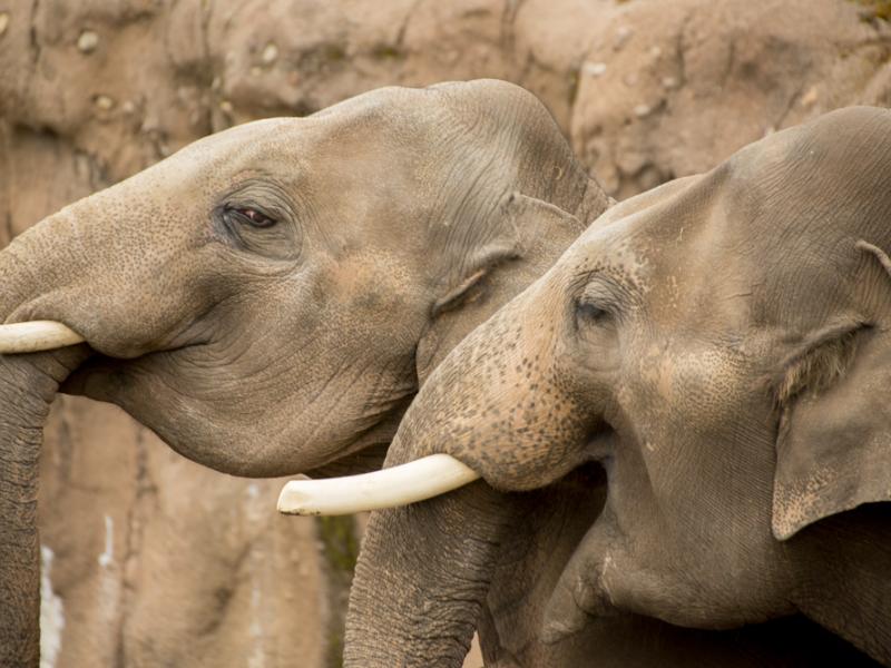 elephants Samson and Samudra socializing