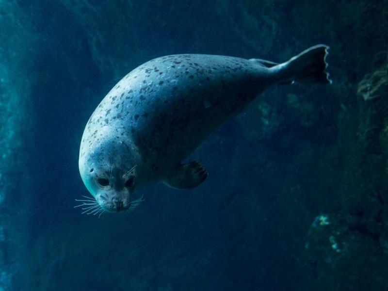 harbor seal diving