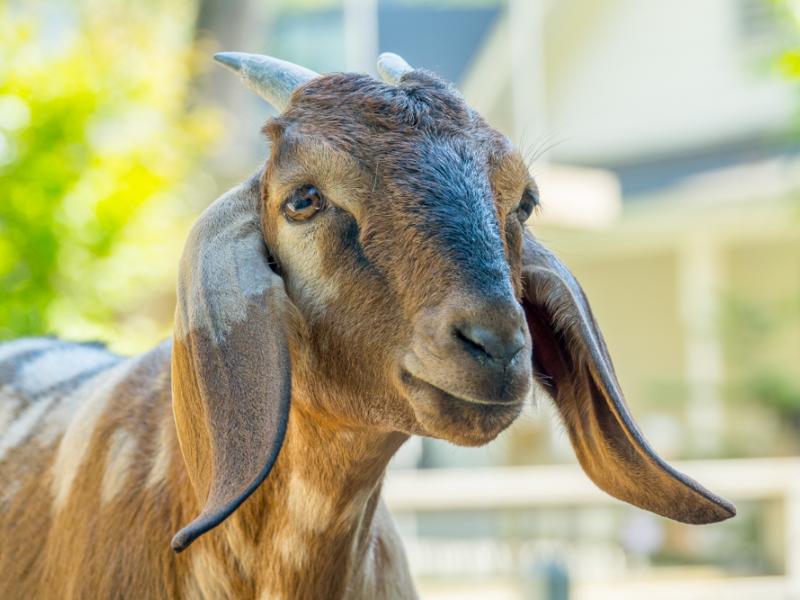 nubian goat