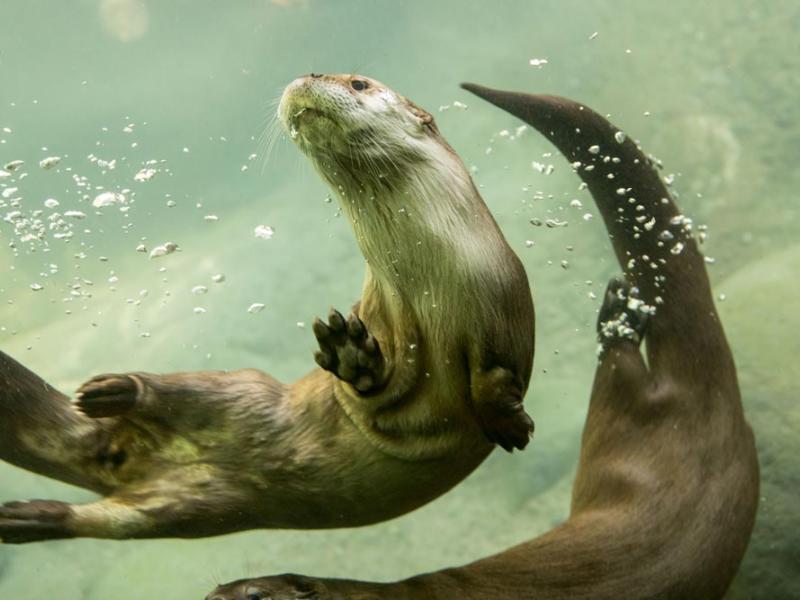 two river otters swimming
