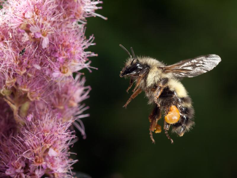 A bumblebee is approaching a pink flower.