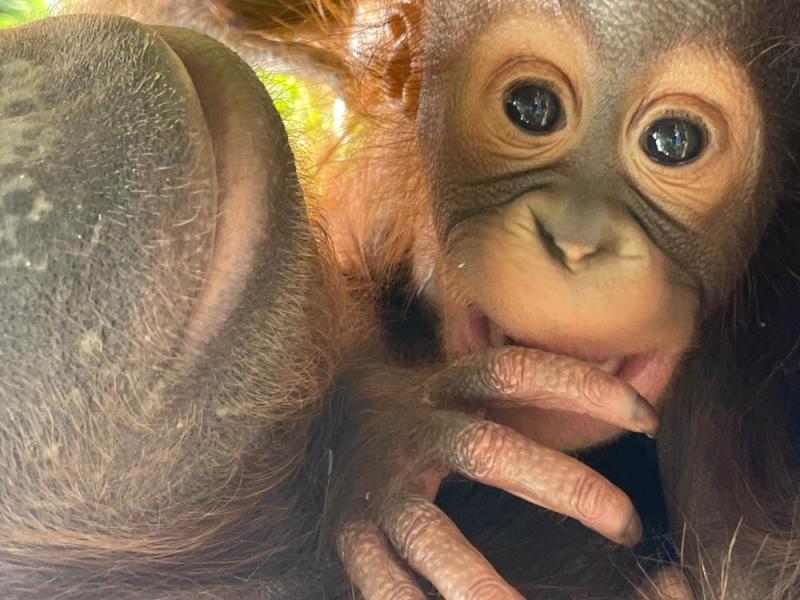 Orangutans Kitra and Jolen close-up