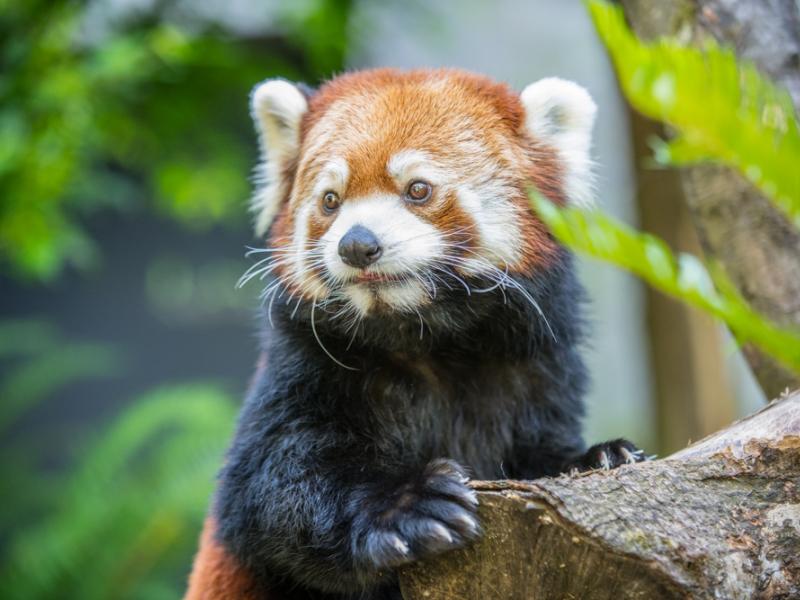 Red panda Moshu surrounded by greenery.
