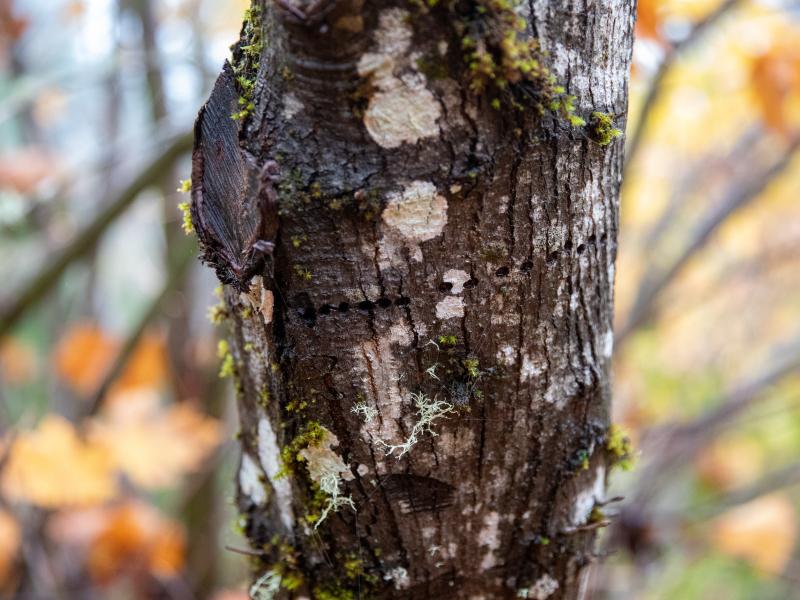 Close up image of the bark of a tree with white markings on it.