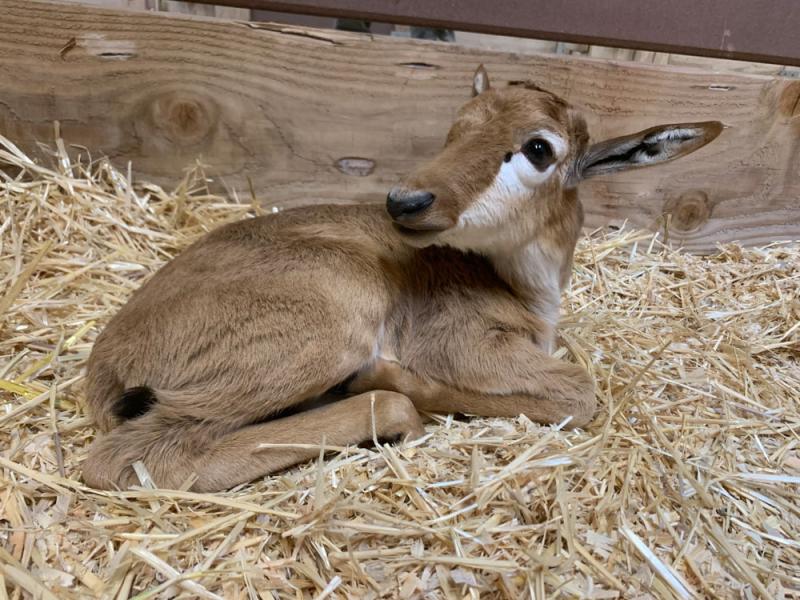 A bontebok calf lays on a bed of straw