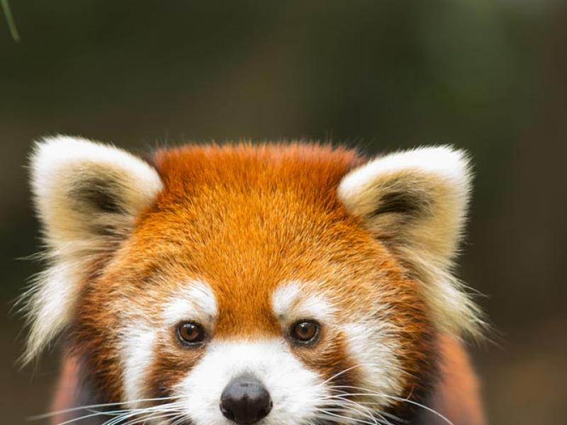 red panda face