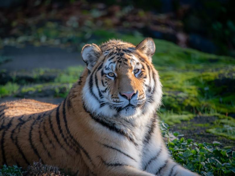 Amur tiger Luka sits outside