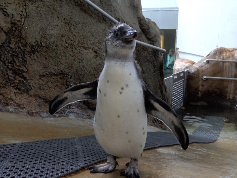 Penguin chick near the pool inside