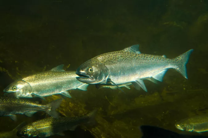 Trout and salmon share the fish pond at Eagle Canyon.