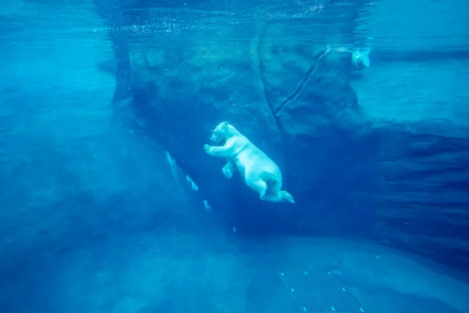Polar bear Nora swims underwater at the Oregon Zoo's Polar Passage habitat.
