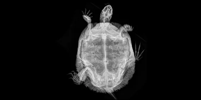 X-ray of a western pond turtle at the Veterinary Medical Center at the Oregon Zoo.