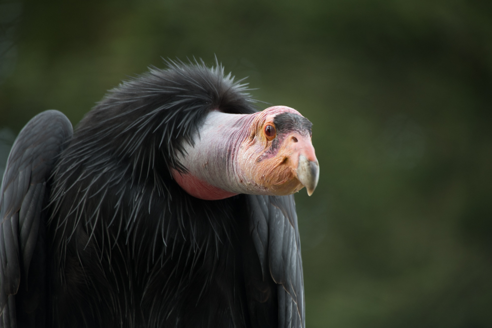 International Vulture Awareness Day