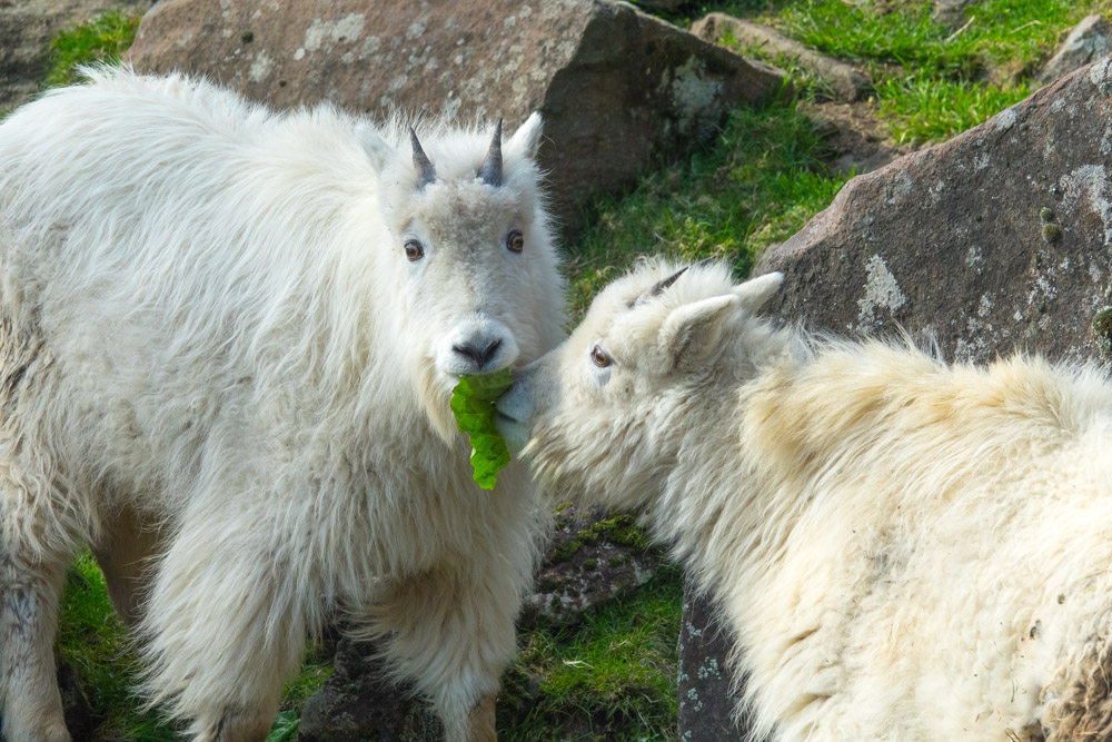 Goat antelope, Habitat, Diet & Adaptations