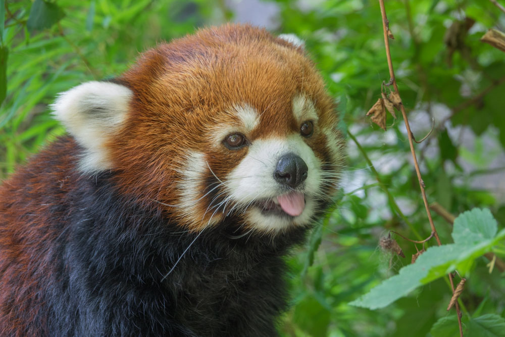 Red panda  Oregon Zoo