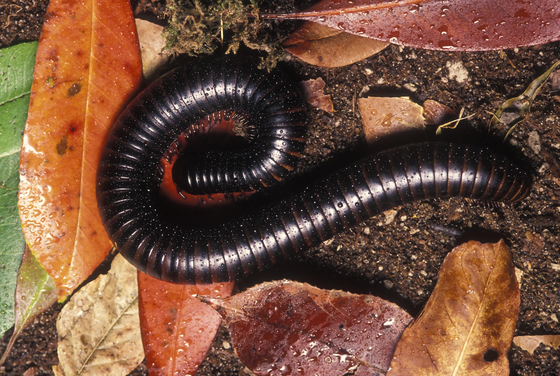 giant millipede