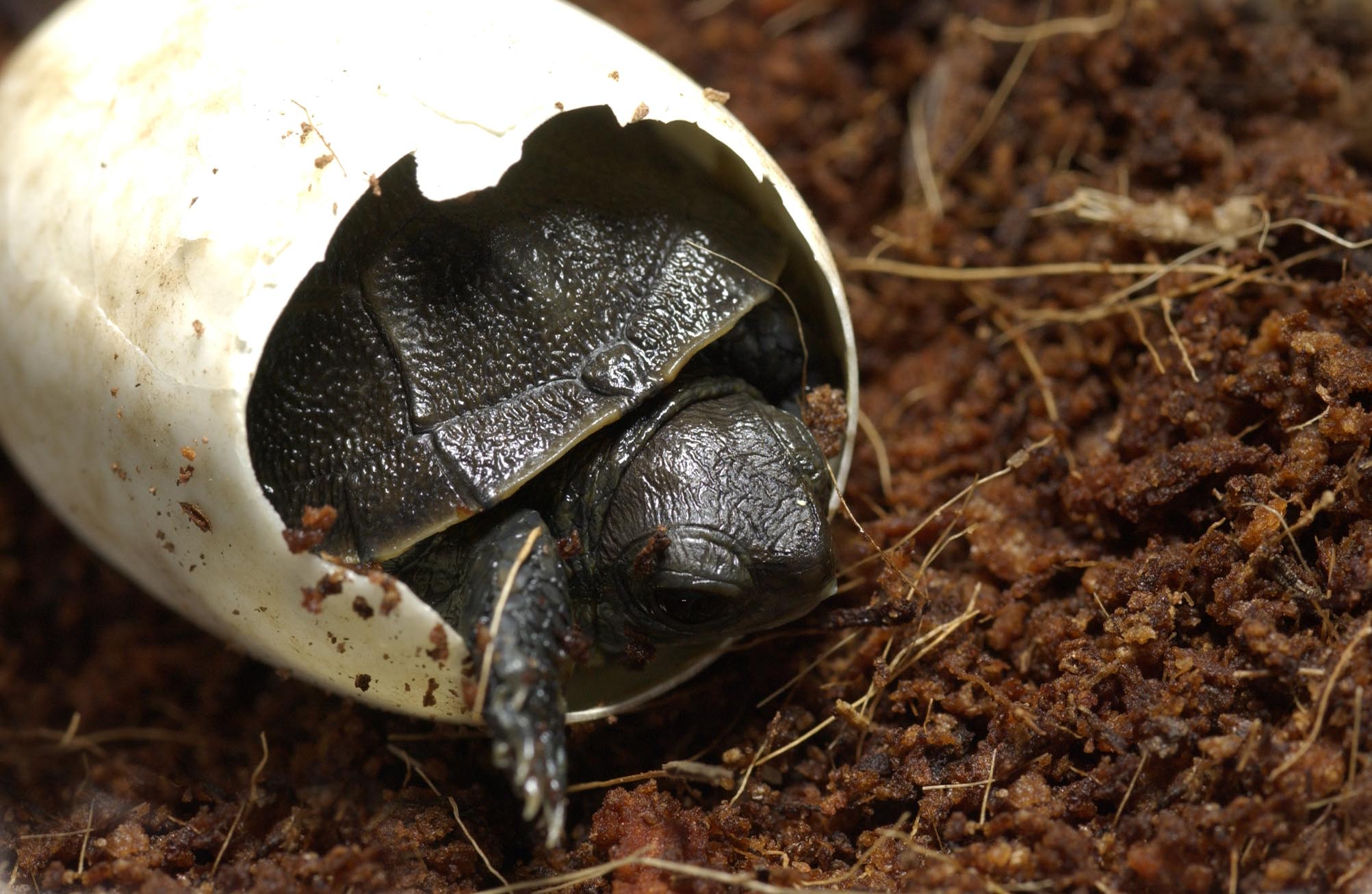 Oregon Zoo brings 20 baby turtles to conservation lab 