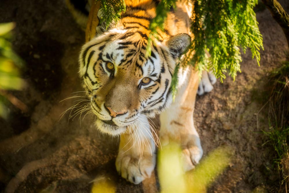 regular tiger vs siberian tiger｜TikTok Search