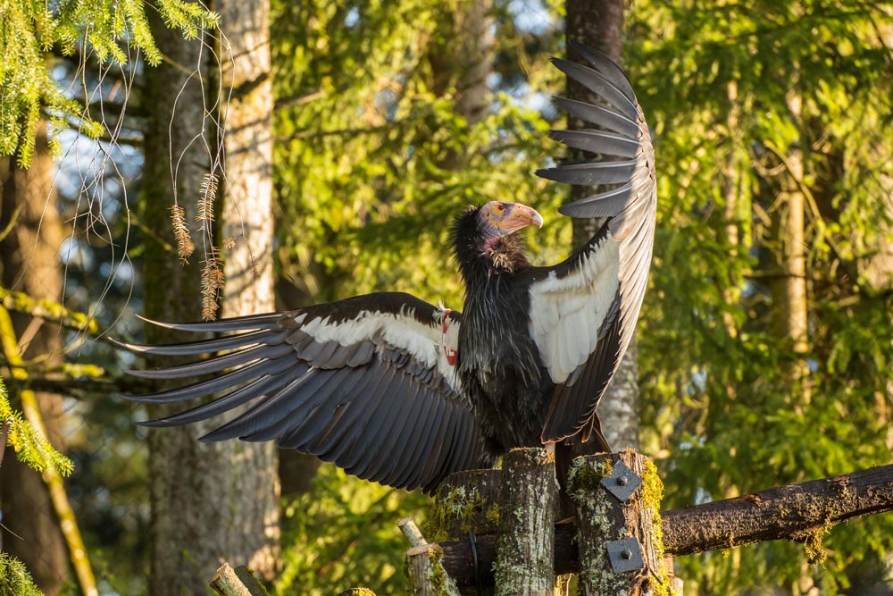 Zoo is awarded $2 million to help save California condors | Oregon Zoo