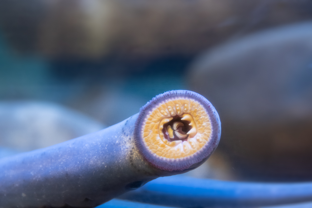 Pacific lamprey | Oregon Zoo