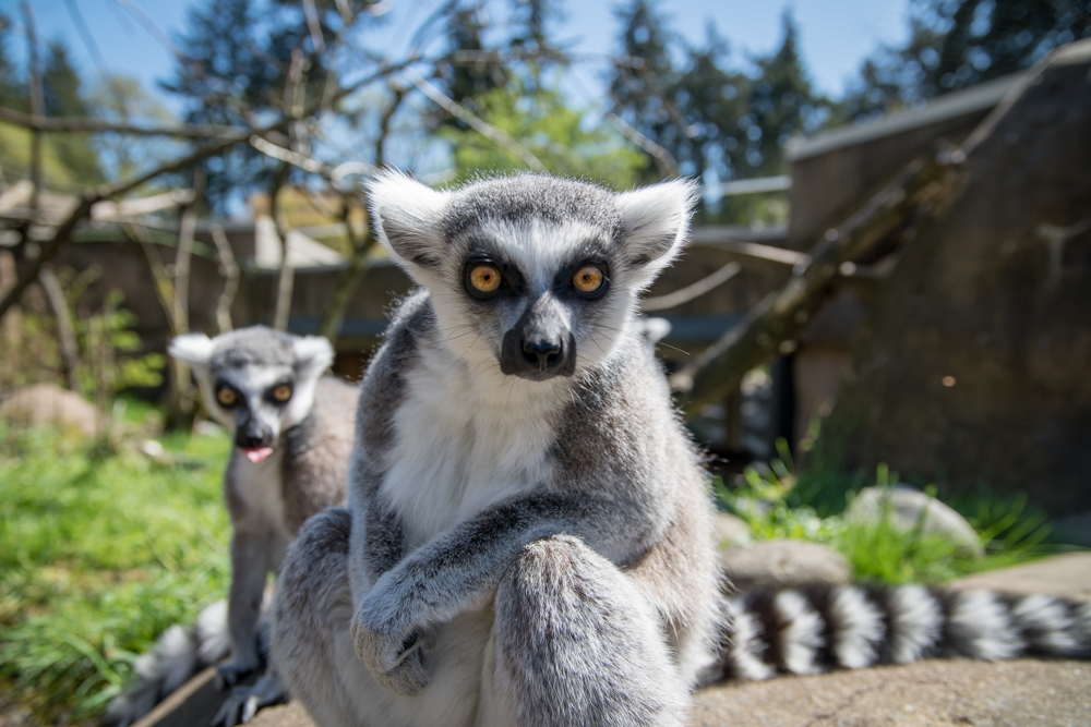 Ring Tailed Lemur | Planet Zoo Wiki | Fandom