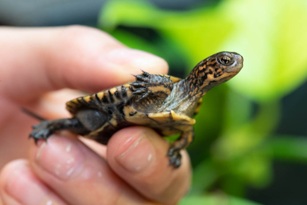 Tiny Turtles Help Save Their Species - ZooBorns
