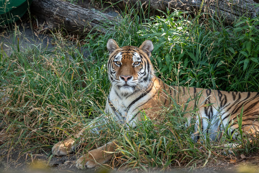 TIGER: o novo jeito de ganhar! em 2023