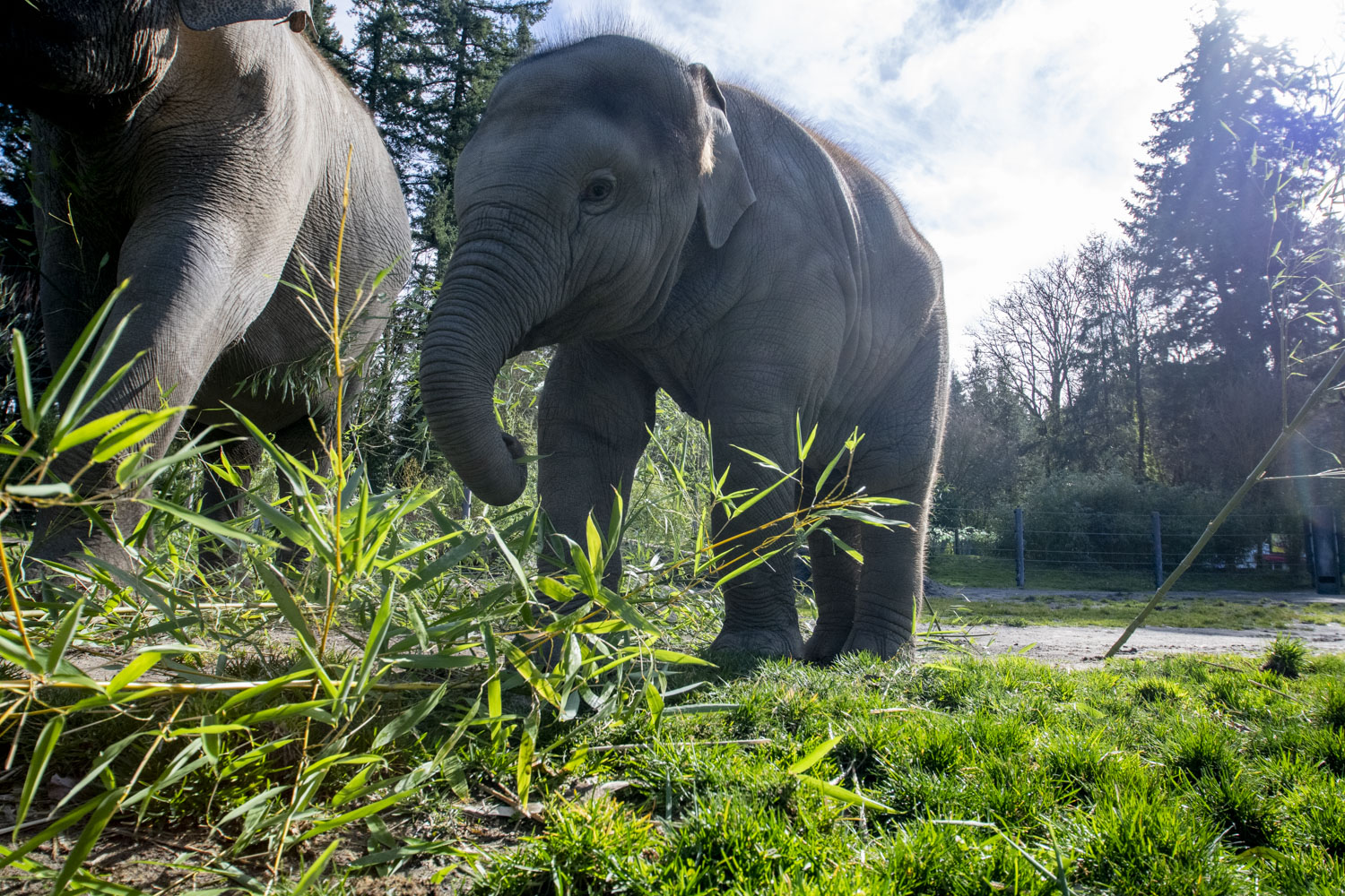 bambus zahnbrste mit naturborsten Bambus Zahnbrsten mit mittelweichen Borsten