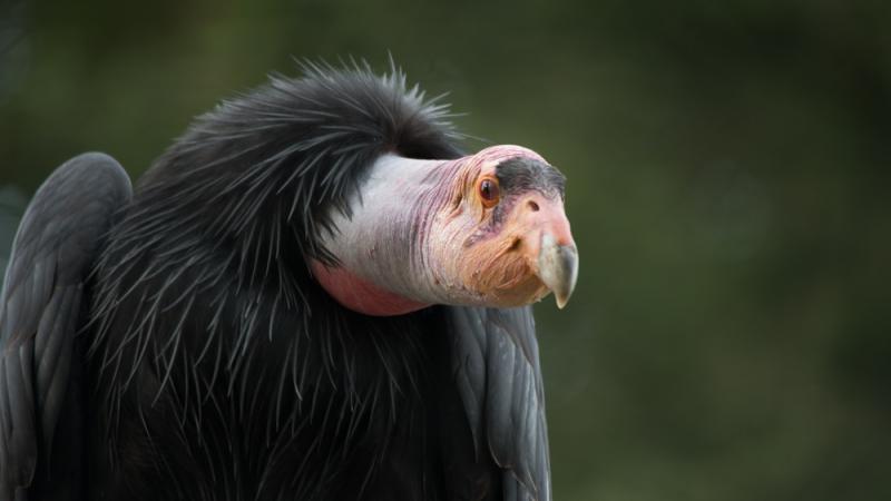 A California condor perches in the Oregon Zoo's Condors of the Columbia habitat.