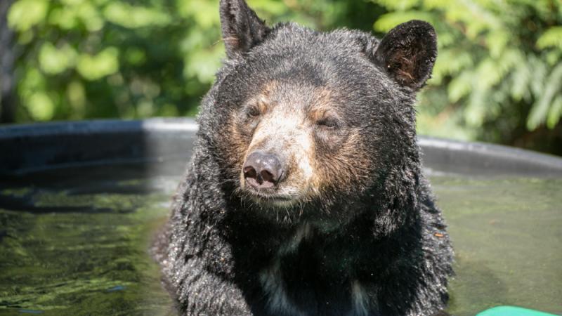 Rescued black bear Takoda enjoys a soak in the tub at the Oregon Zoo.