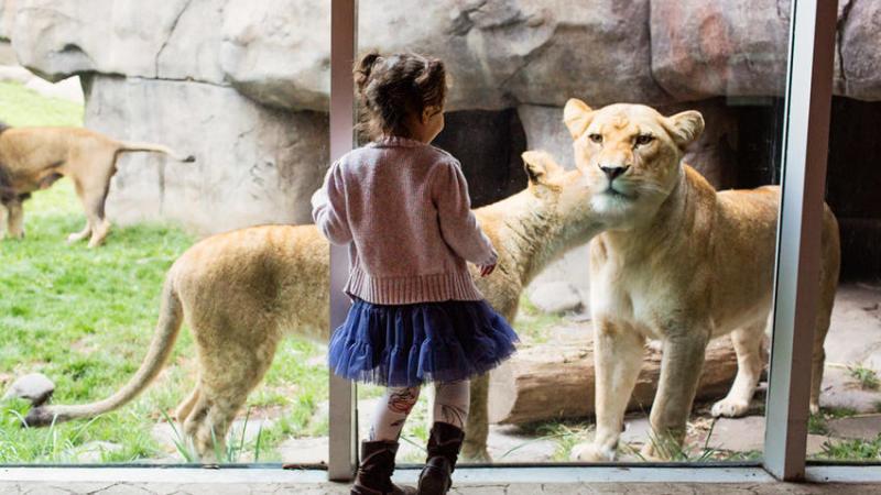 Girl looks through glass at lions. 