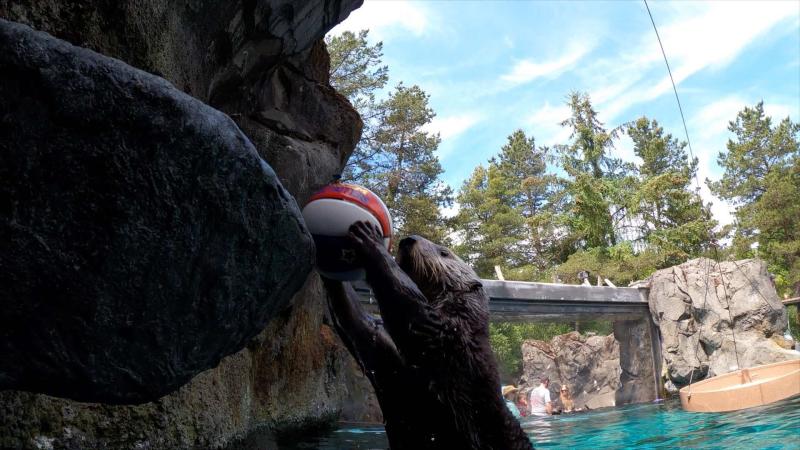 Sea otter Juno holds a basketball up to a stone hoop