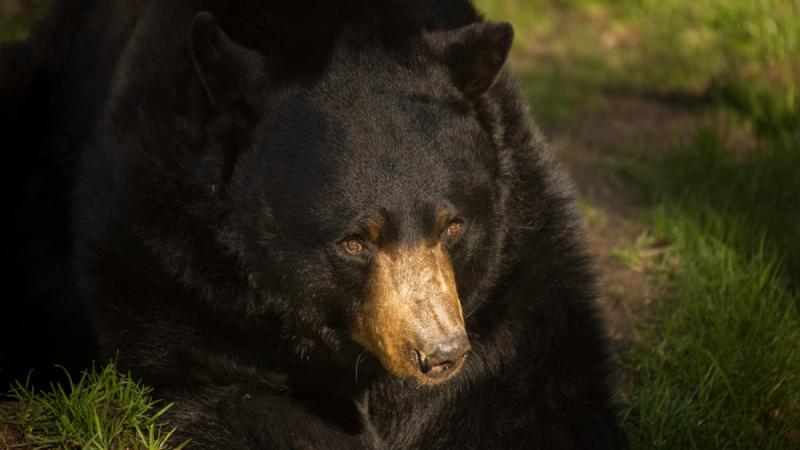 American black bear Dale at the Oregon Zoo.